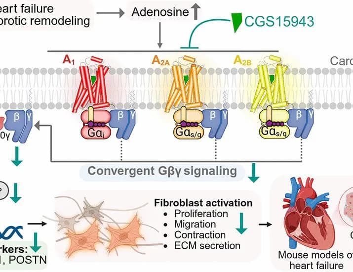 Targeting an atypical G protein–coupled receptor signaling pathway for cardiac fibrosis therapy | Science