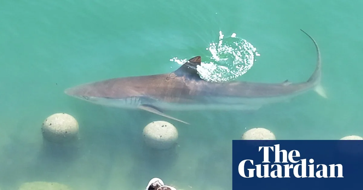 Photo: The Guardian