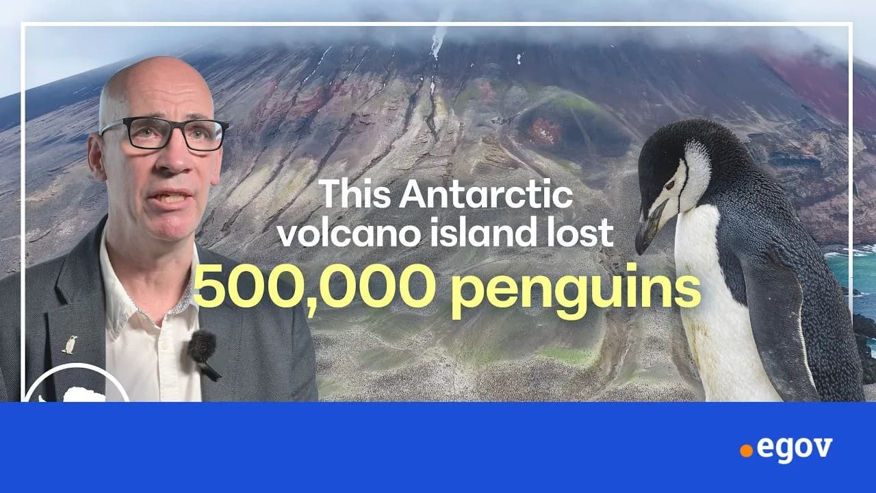 ‘Enormous population crash’: World’s largest penguin colony shrinks by two-thirds