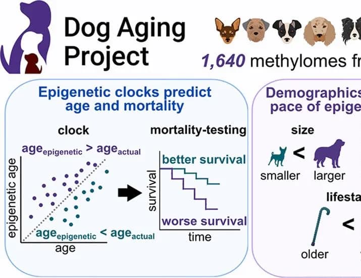 Epigenetic aging and transposon dysregulation reflect size-related lifespan compression in dogs | Science
