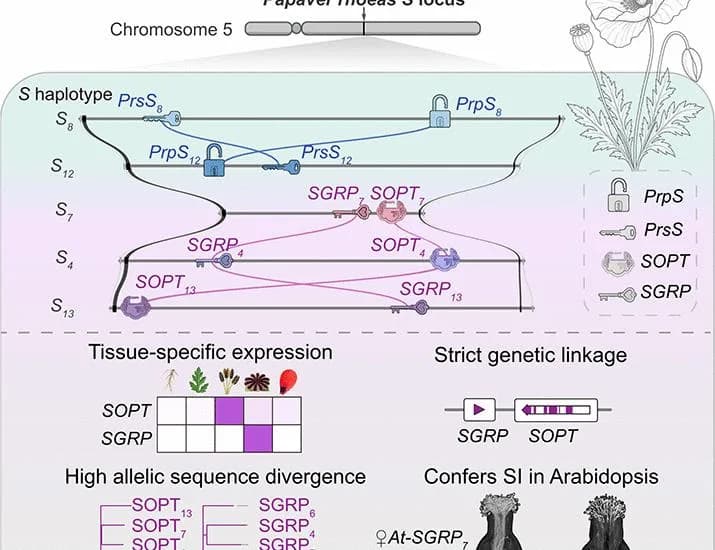 Papaver self-incompatibility is controlled by two multiallelic idiomorphs | Science