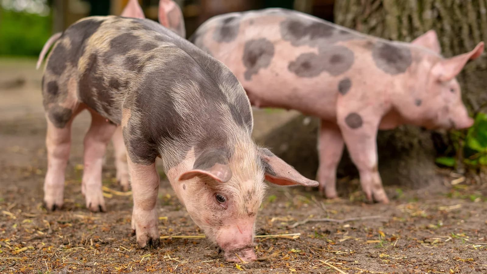 Glass-frozen for a year at minus 238°F, pig kidneys work again: A first for transplants