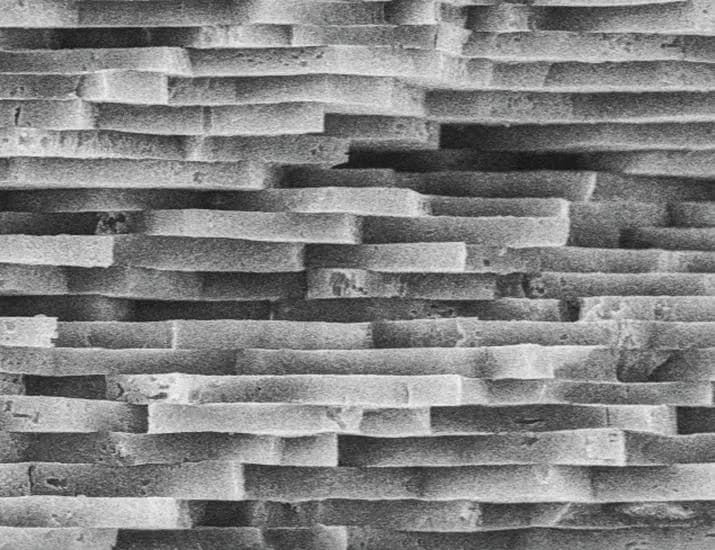 In Science Journals | Science