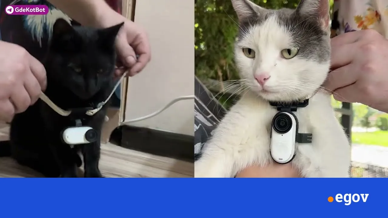 Machine learning powered cat search network helps find missing pets