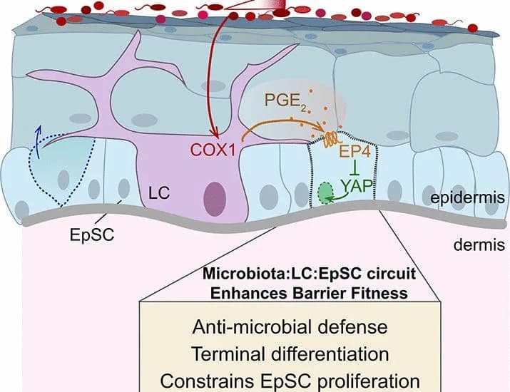 A commensally regulated immune rheostat fine-tunes skin barrier fitness | Science