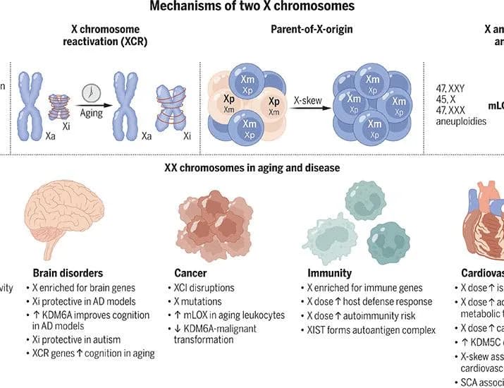 X and Y chromosomes as determinants of aging and disease | Science