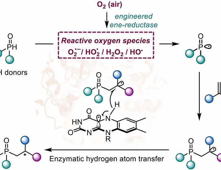 Asymmetric enzymatic hydrophosphorylation through O2 activation | Science