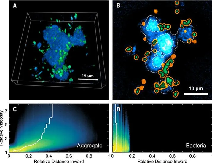 Marine snow viscosity regulates microbial degradation and the ocean carbon sink | Science