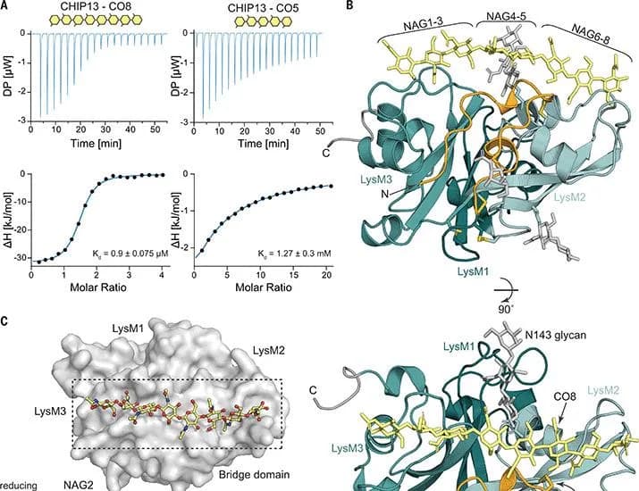 Structural basis for size-selective perception of chitin in plants | Science