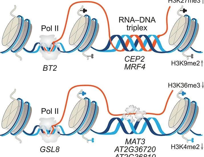 Regulation of target gene expression by chromatin-associated protein-coding transcripts in plants | Science