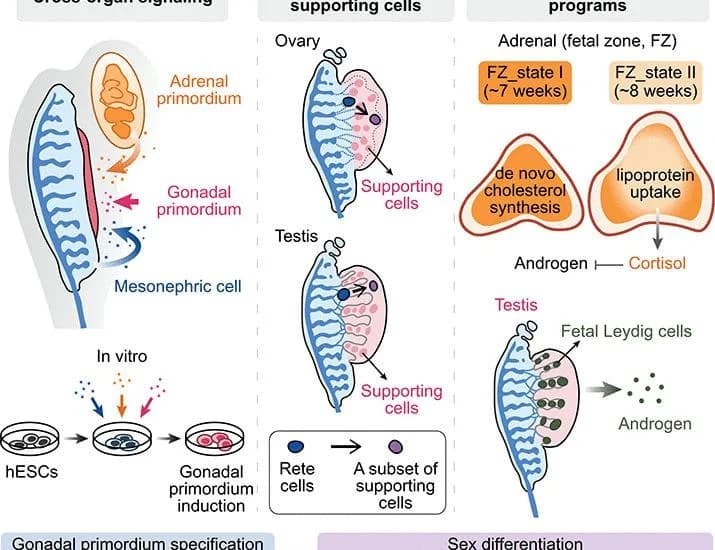 Spatial coordination in the codevelopment of the human urogenital system during organogenesis | Science