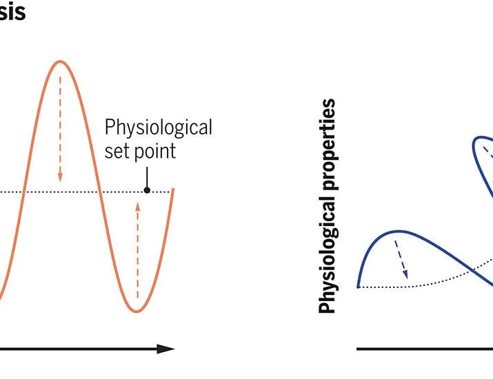 Shaping maternal physiology: Immune control of reproductive adaptation | Science