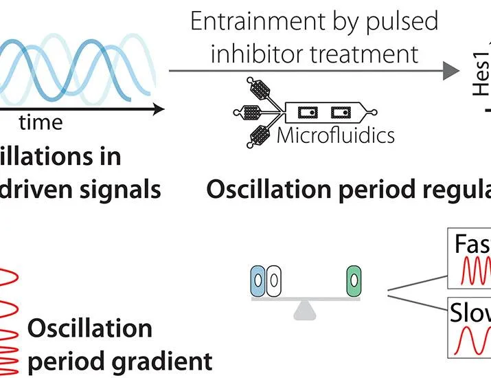 Frequency encoding regulates cell type composition in the small intestine | Science