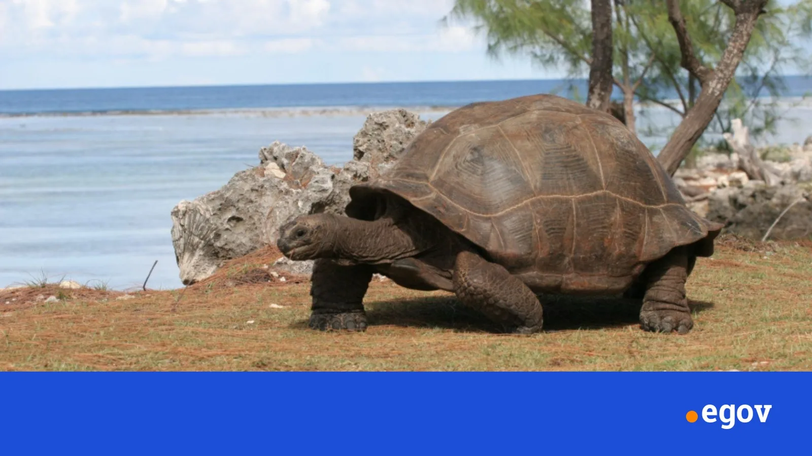 Giant tortoise count hits 183,000 on Seychelles island, study shows