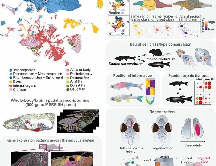 Whole-body single-cell atlas of an adult vertebrate, Danionella cerebrum | Science