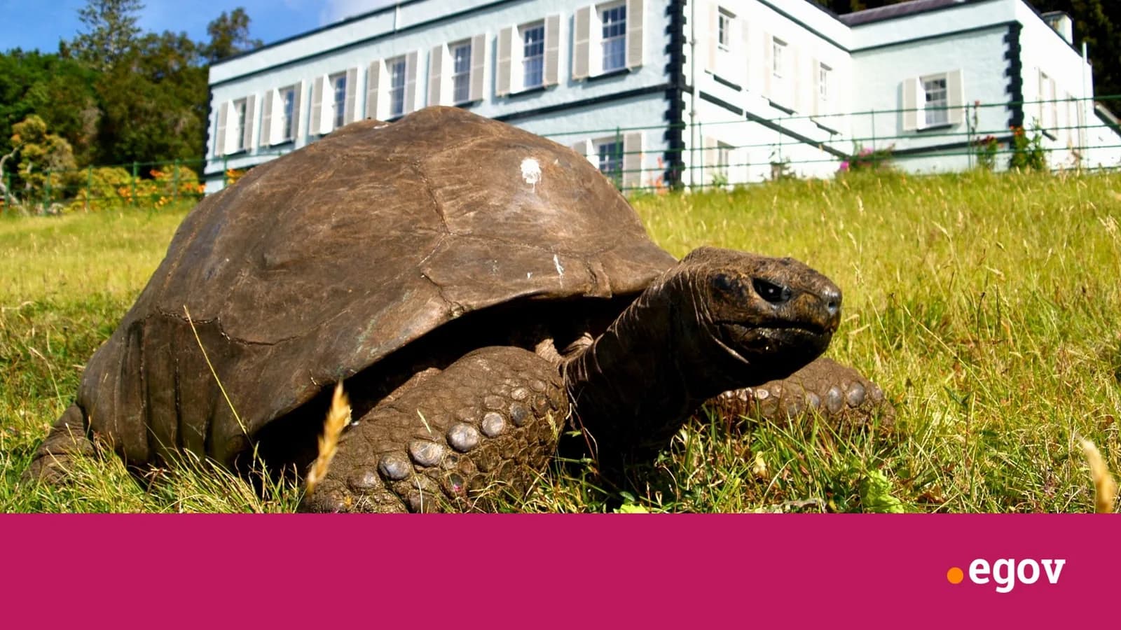 World’s oldest land animal, 194-year-old Jonathan, carries secret to long life in his DNA