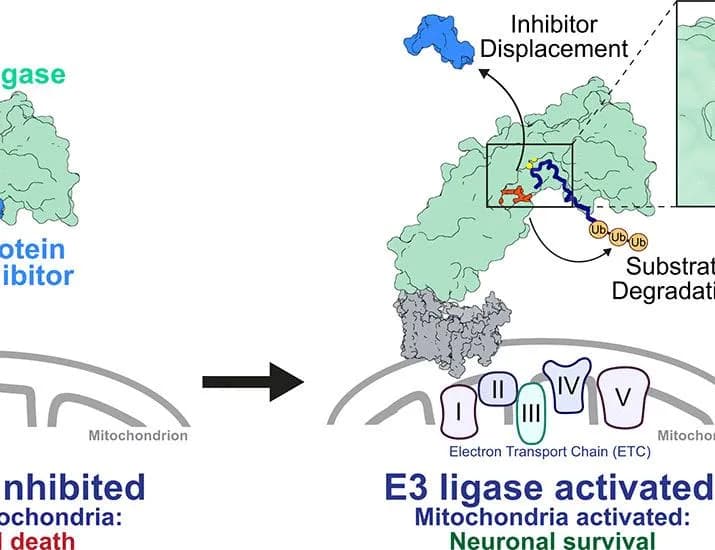 Stimulated protein degradation to promote mitochondrial function and neuronal survival | Science