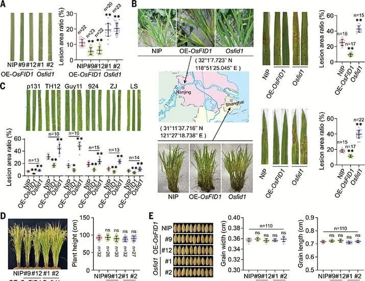 A pair of chitosan receptors confer broad-spectrum fungal resistance | Science