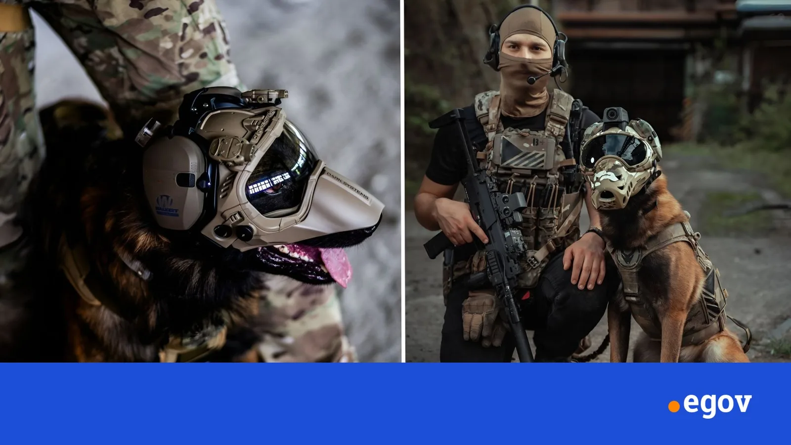 Genetically modified superdogs could become the US military’s next secret weapon