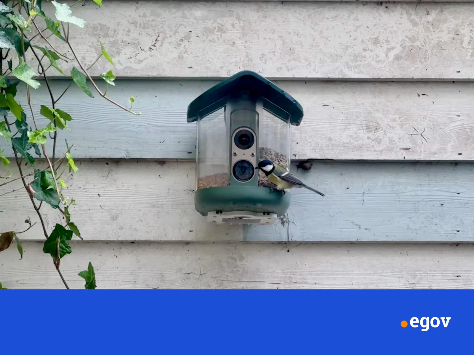 My brief romance with an AI bird feeder
