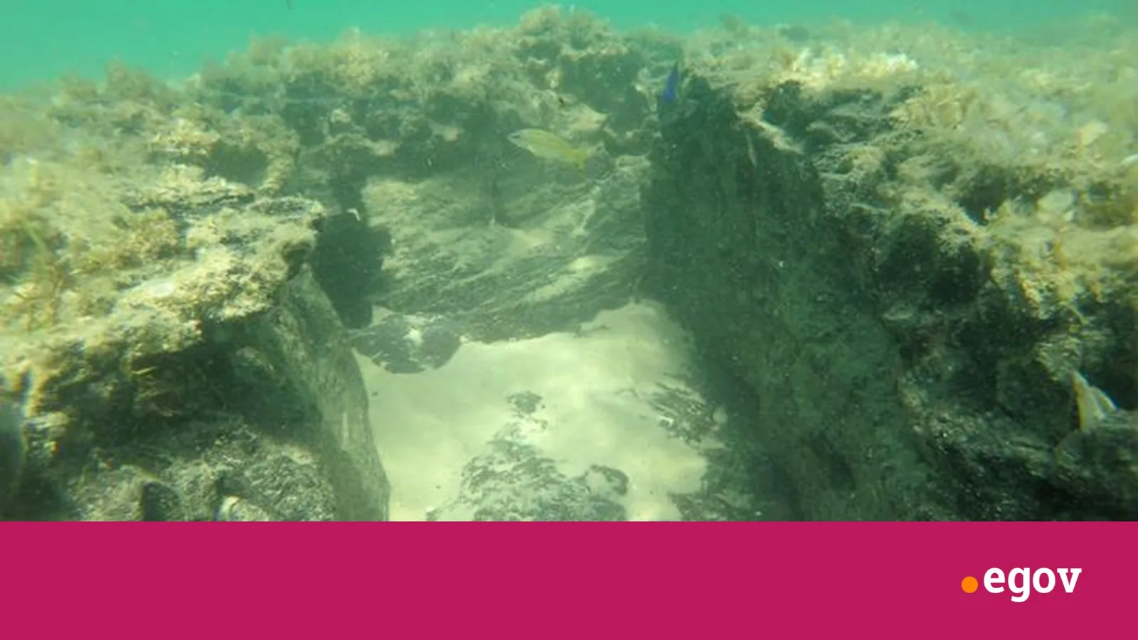 Drowned 5,000-year-old forests off Mozambique now shelter reef fish, no coral needed