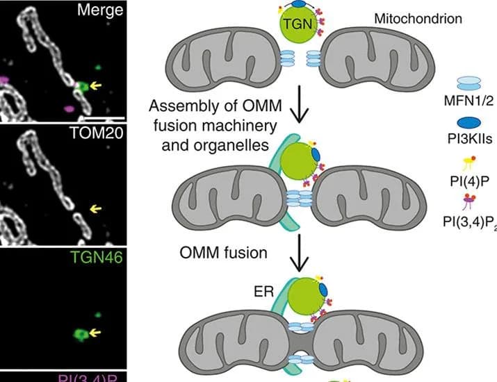 Golgi-derived vesicles containing PI(3,4)P2 drive mitochondrial fusion | Science