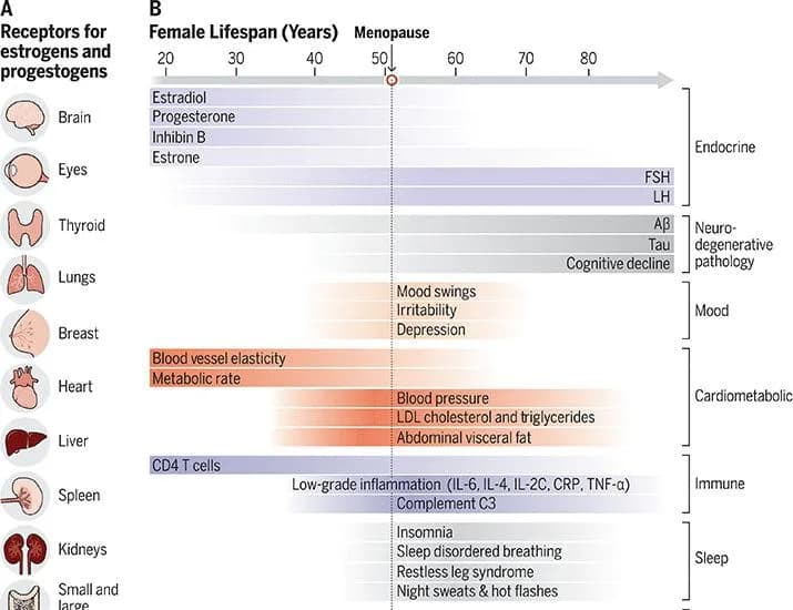 Reframing menopause and menopause hormone therapy as opportunities for healthy aging | Science