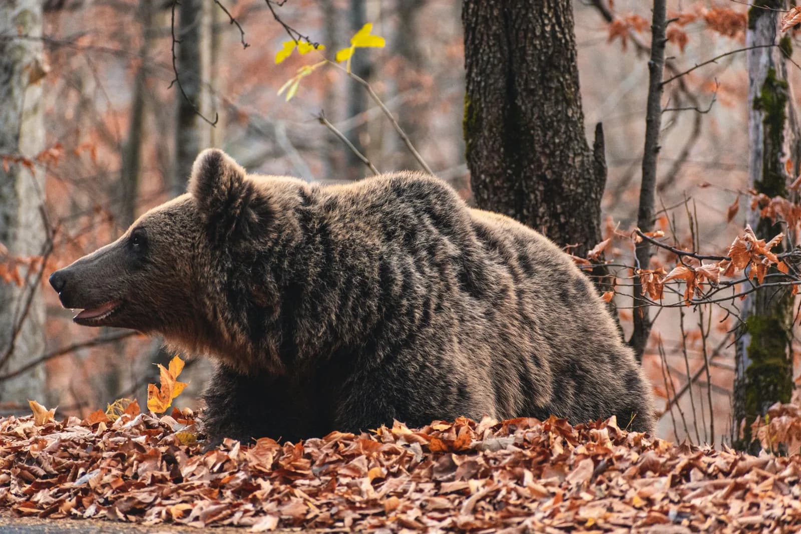 Photo: Pexels / Ferencz Istvan