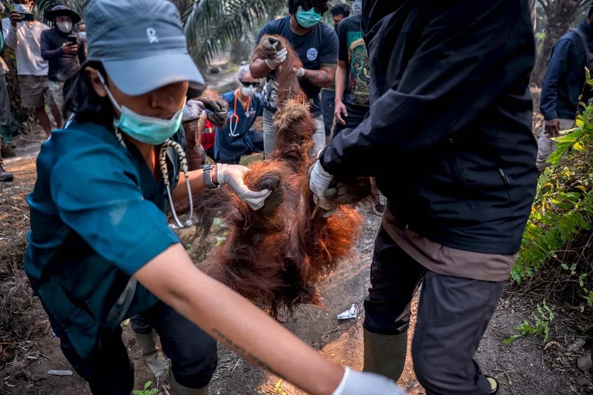 Photo: Mongabay