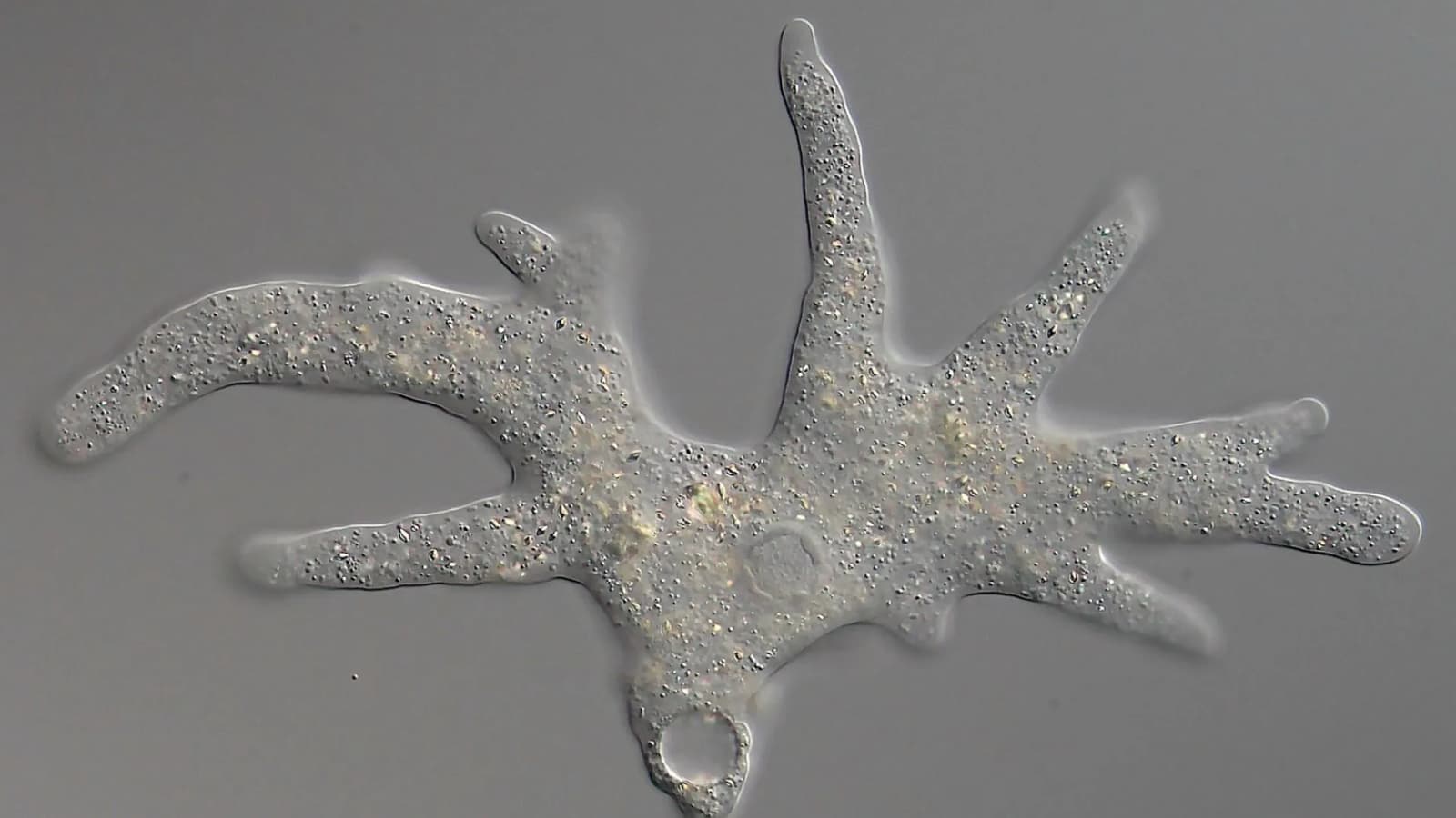 California’s ‘fire amoeba’ reproduces at 145°F, sets new heat record for complex life