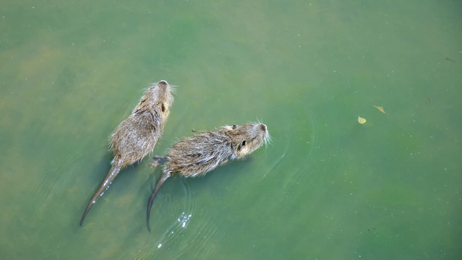 125-million-year-old fossil: Earliest true mammal ever built for swimming