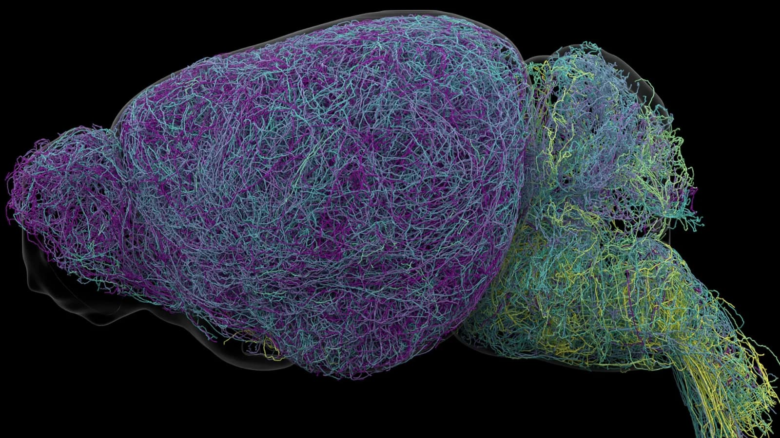 70cm axon, 35,000 neurons, 400,000 cells: Researchers map brain’s ‘blue place’