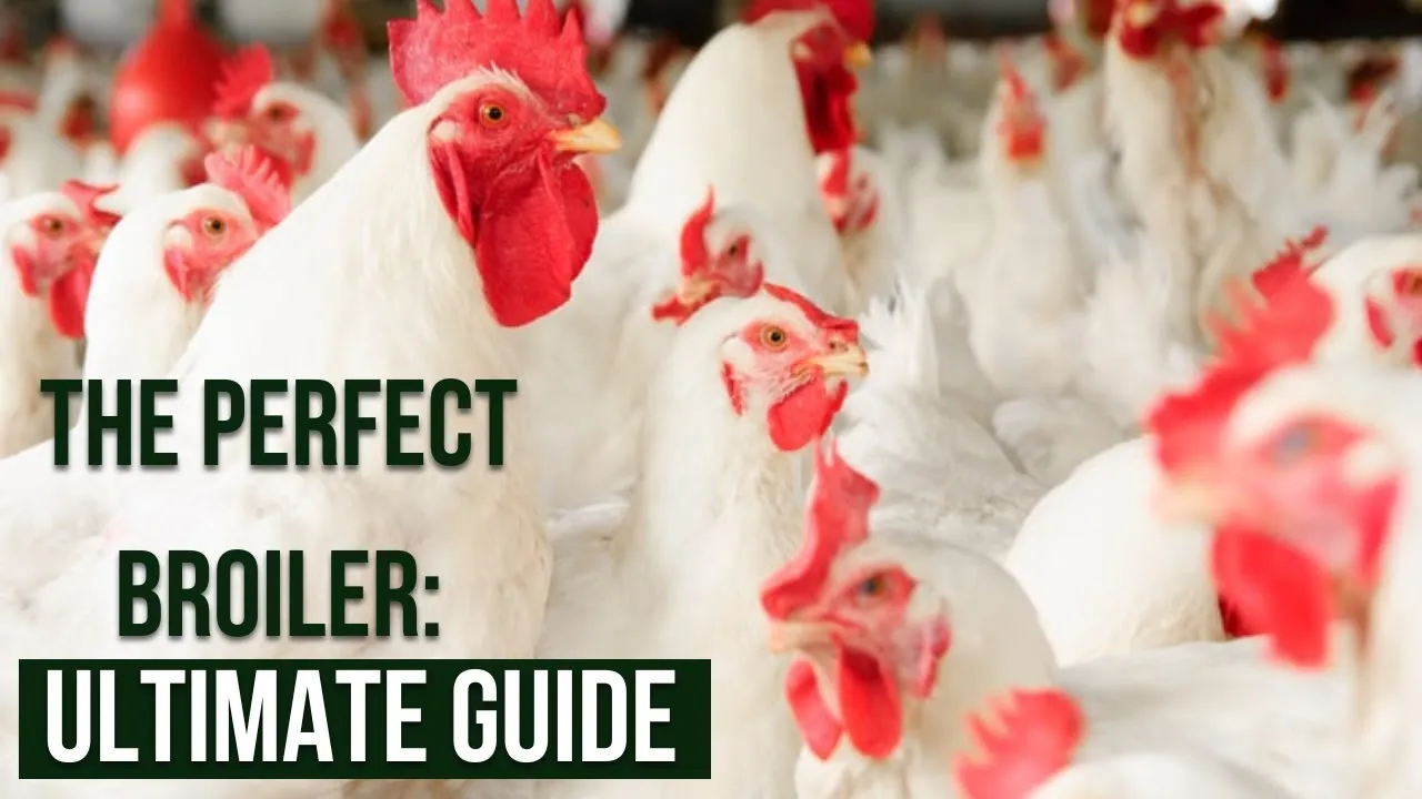 Heat pumps cut heating costs by 44% compared to coal in poultry farms, study shows