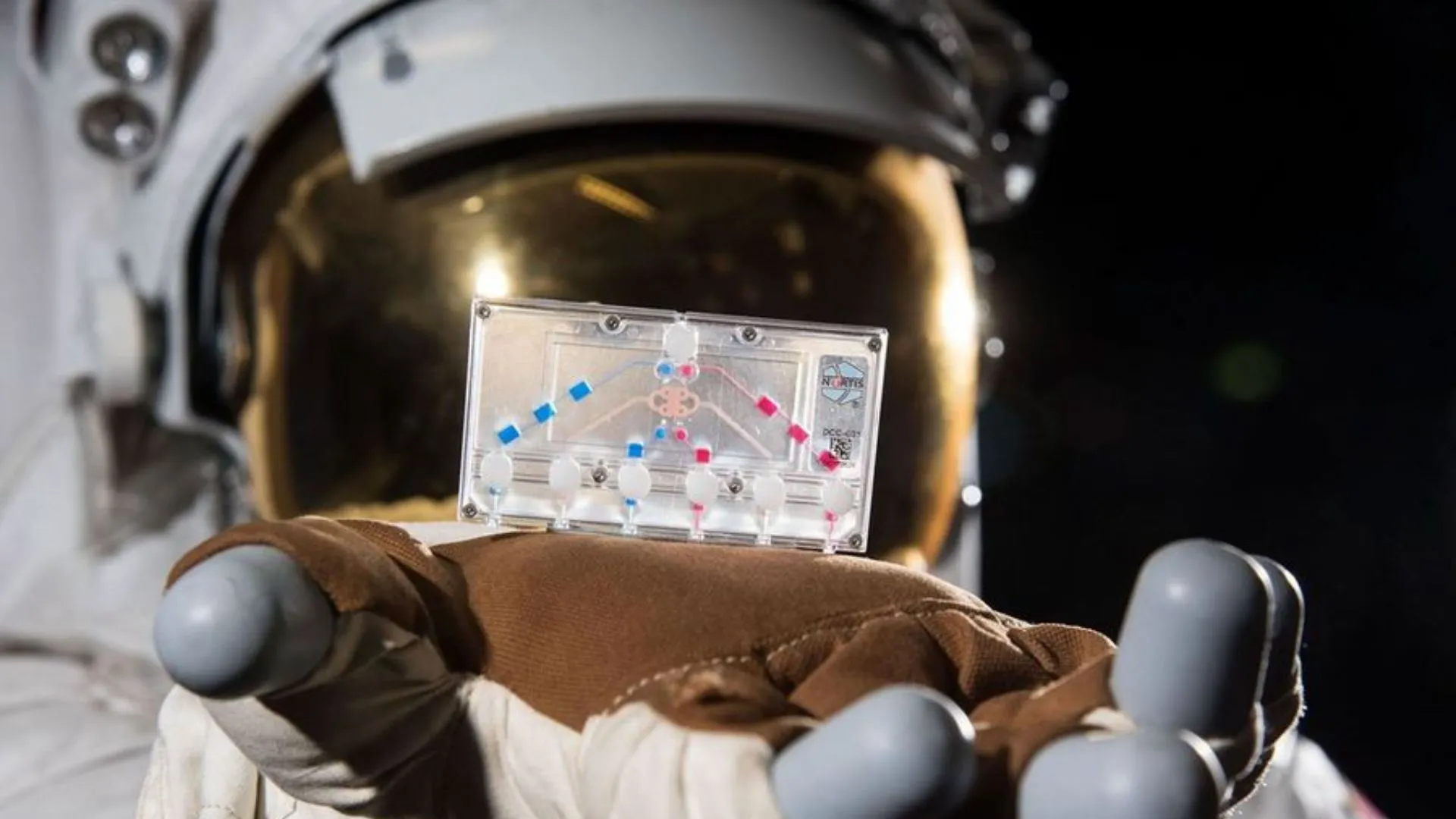 How orbiting mini organs could help humans live longer on Earth and in space