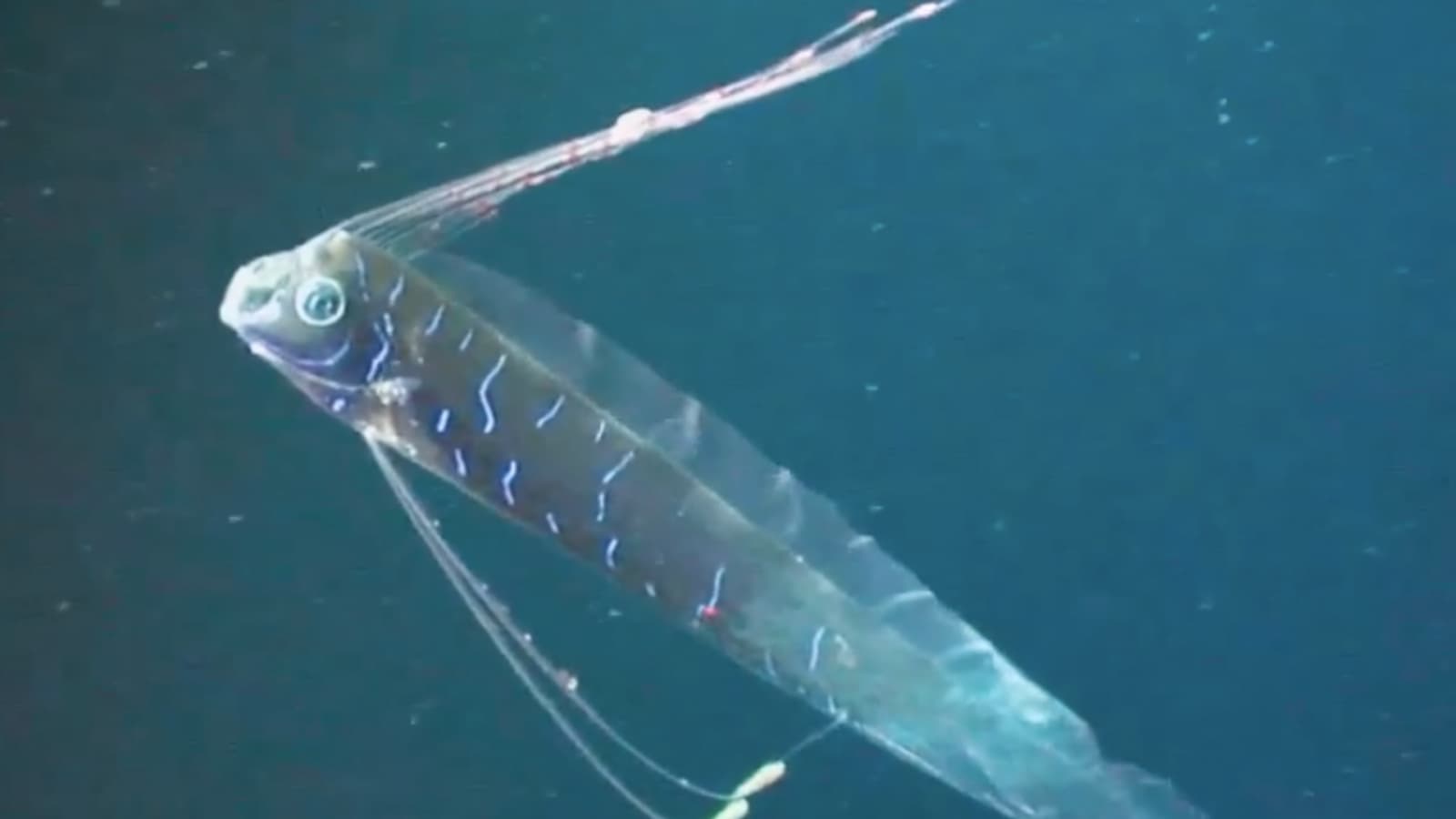 Deep-sea ‘doomsday fish’ could inspire the next generation of stealth submarines