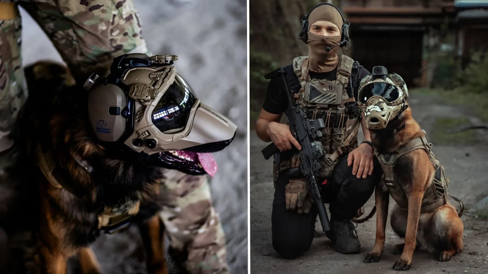 Genetically modified superdogs could become the US military’s next secret weapon