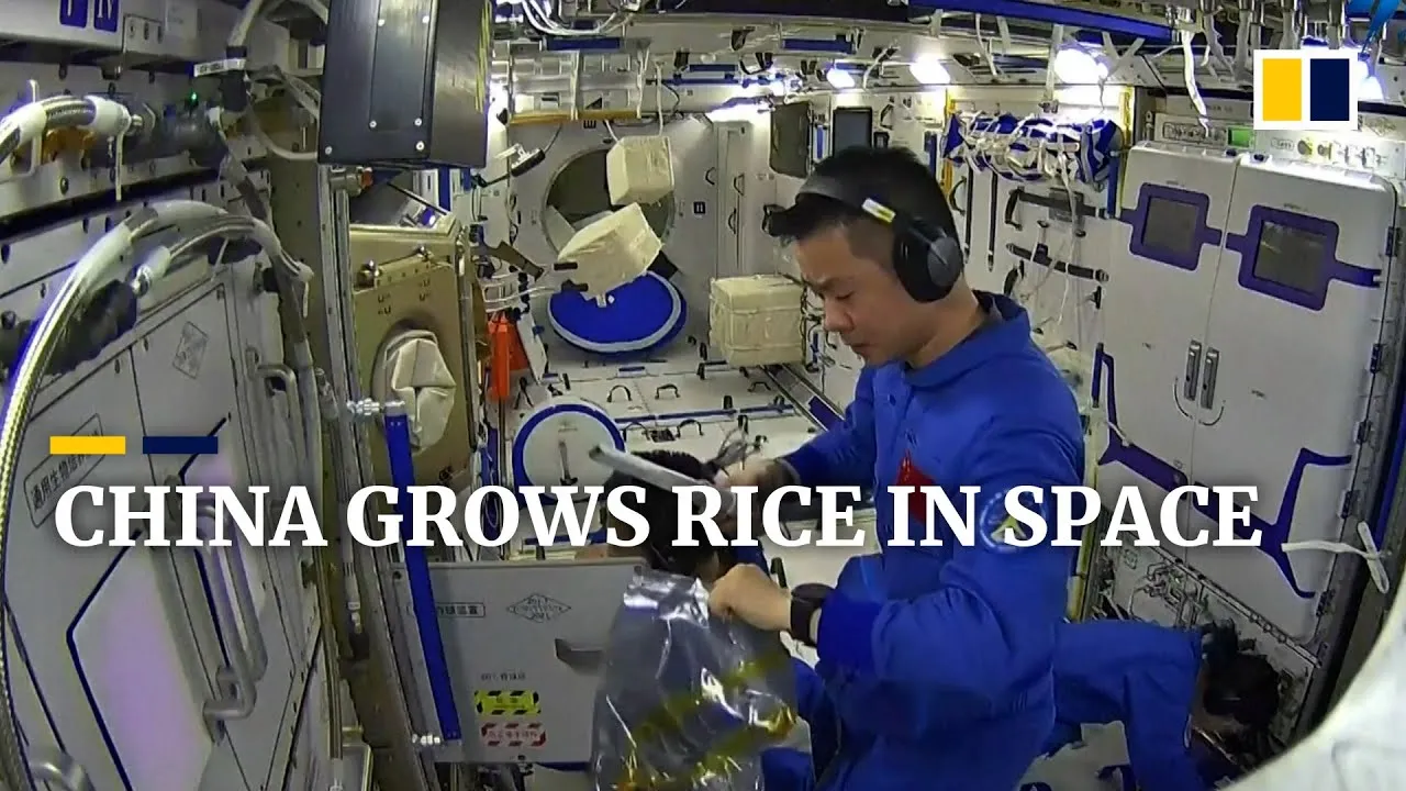 China’s space rice experiment could help astronauts grow their own food
