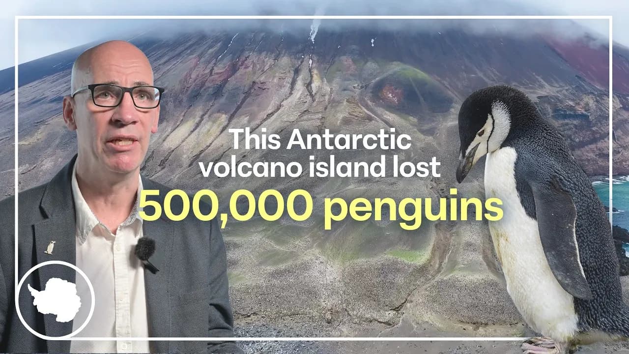 ‘Enormous population crash’: World’s largest penguin colony shrinks by two-thirds