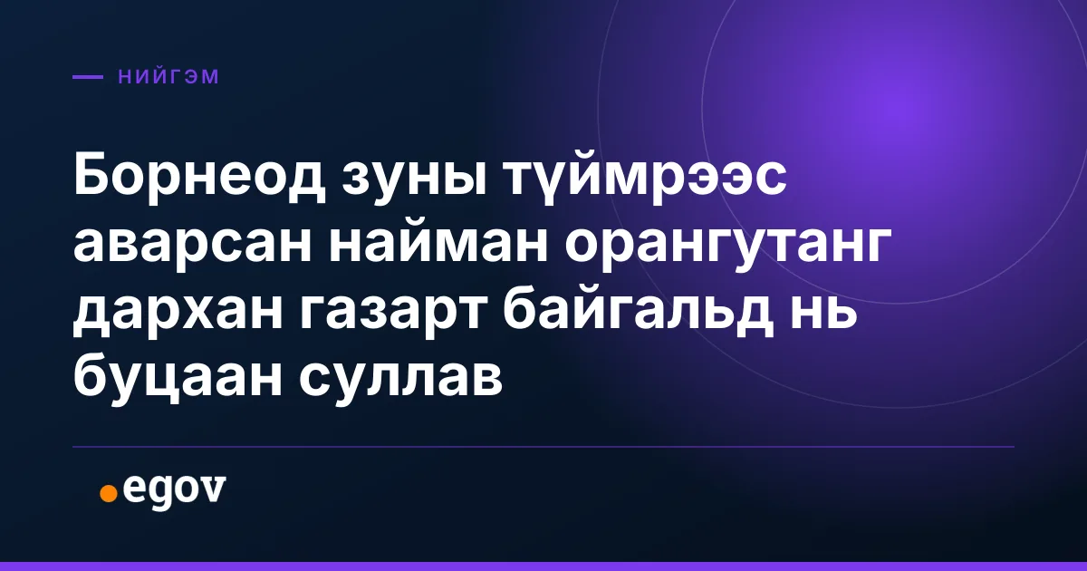 Борнеод зуны түймрээс аварсан найман орангутанг дархан газарт байгальд нь буцаан суллав