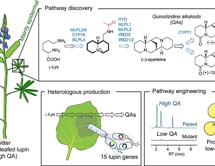 The genetic basis for the production of toxic quinolizidine alkaloids in lupins | Science