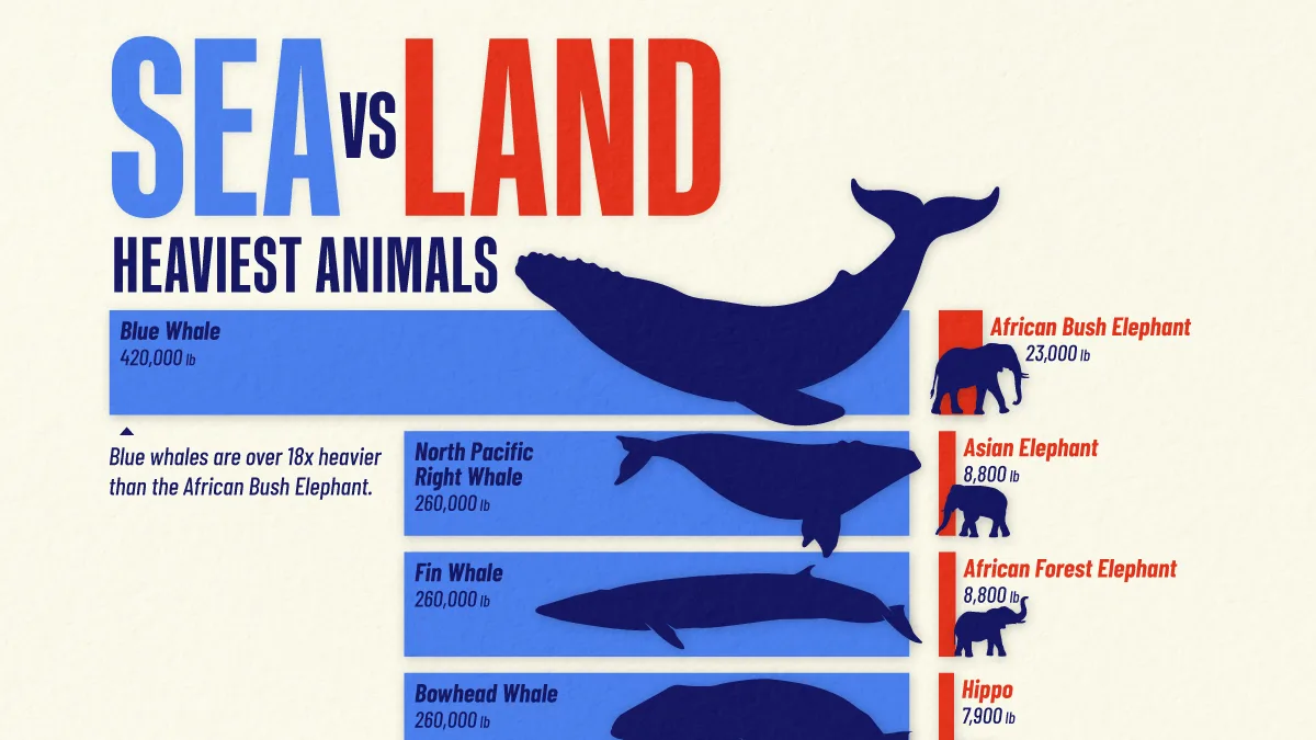 Ranked: The World’s Heaviest Animals on Land and Sea