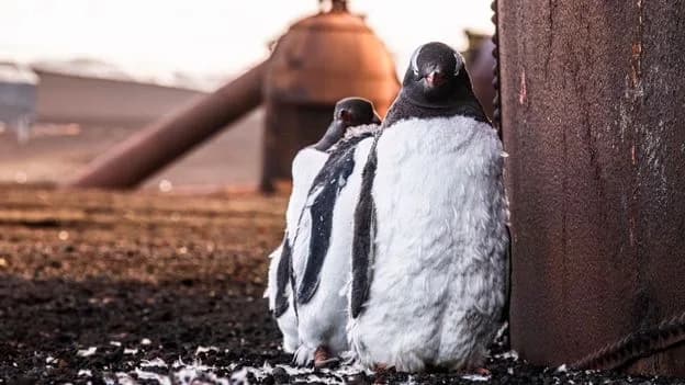 Photo: BBC