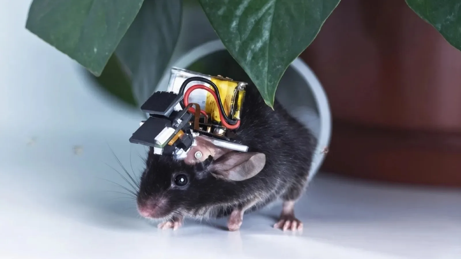 Airscope: World’s smallest wearable brain monitor tracks 8,500 neurons wirelessly
