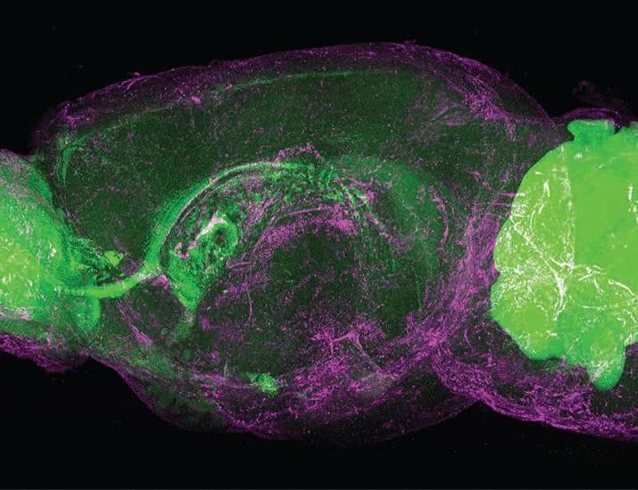 Immunity at scale | Science