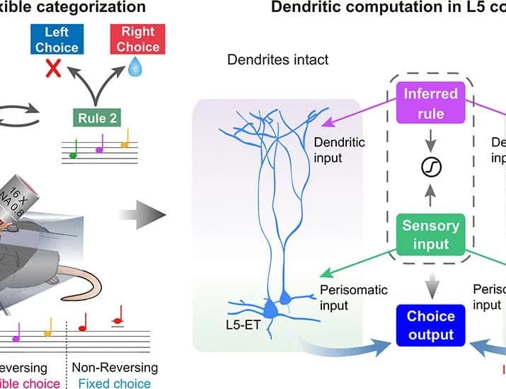 Dendritic computation for abstract rule-based flexible decision-making | Science