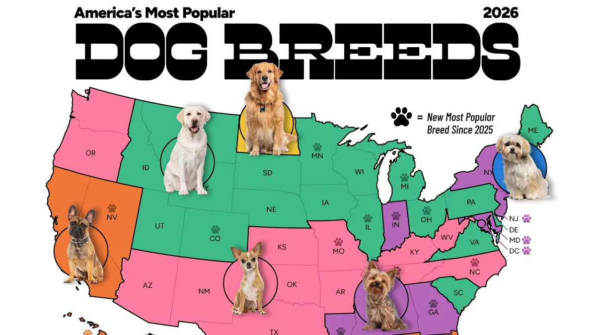 Mapped: The Most Popular Dog Breed in Every State in 2026
