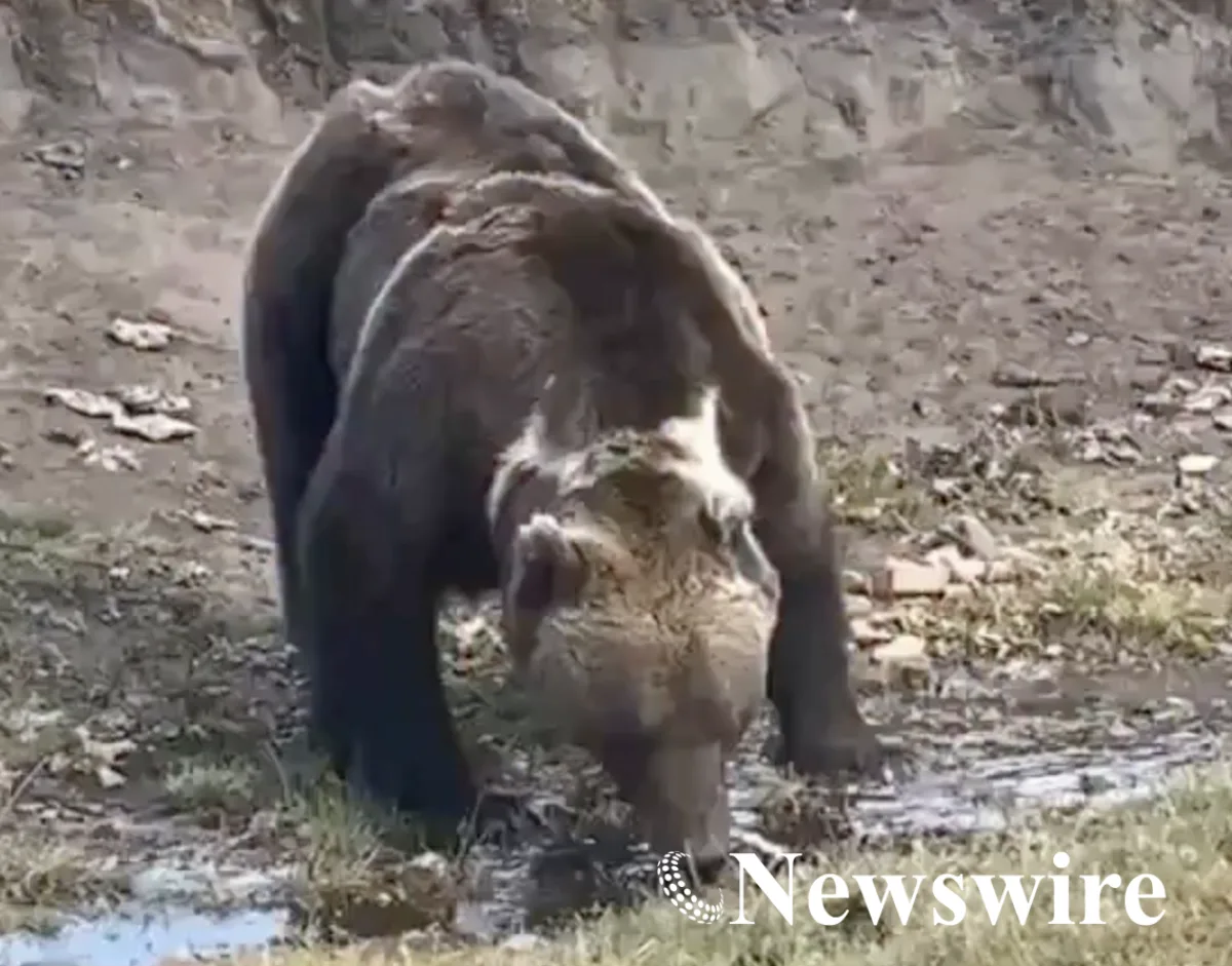 Photo: Newswire