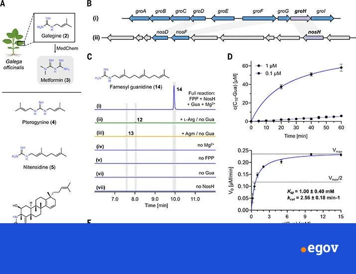 Natural product biosynthesis by guanidine prenyltransferases in plants and bacteria | Science