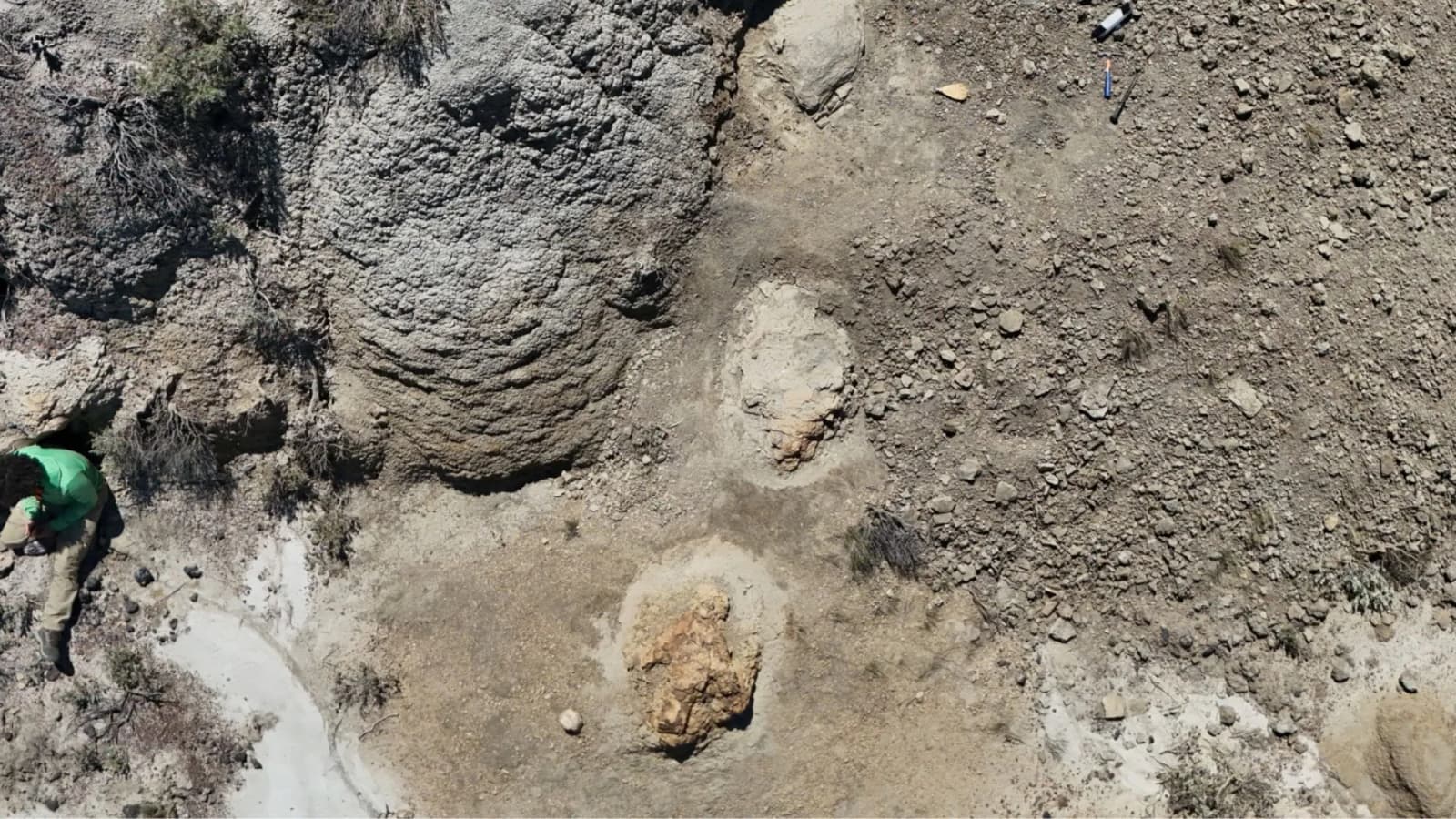 US school teacher discovers first-ever adult T. rex trackway from 66.5 million years ago