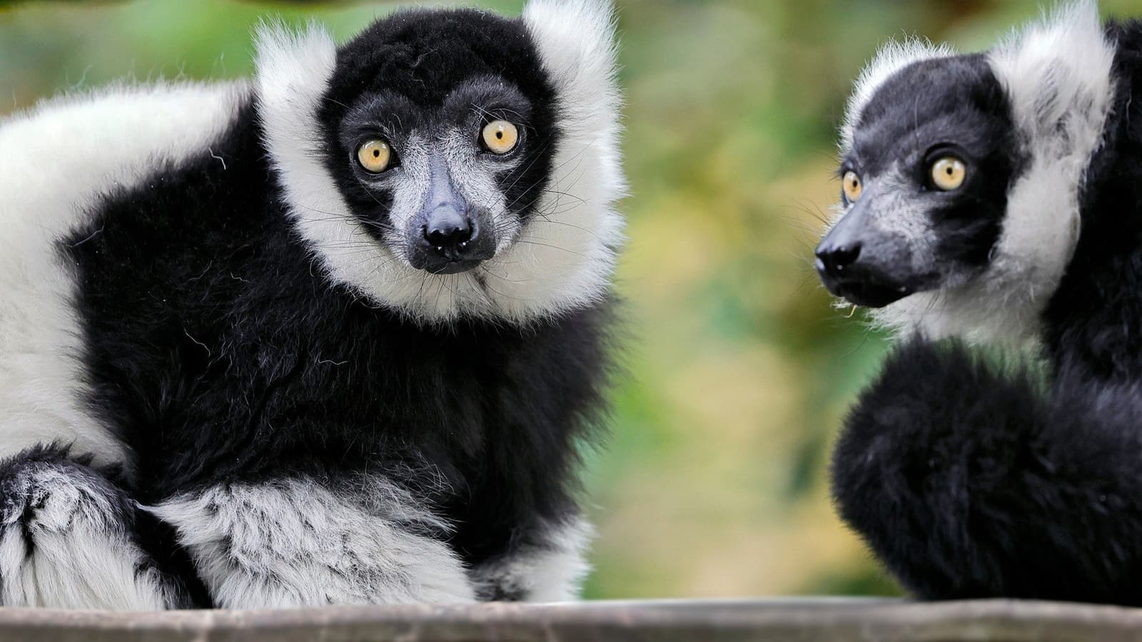74 million years apart, same technique: Lemurs use formant tuning like trained sopranos